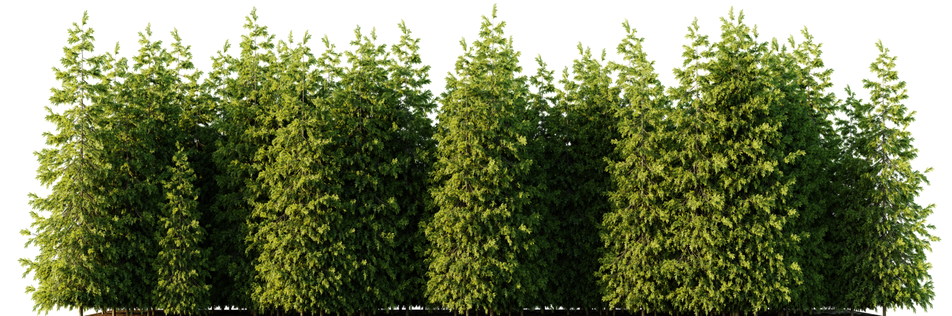 Trees forest on a transparent background png