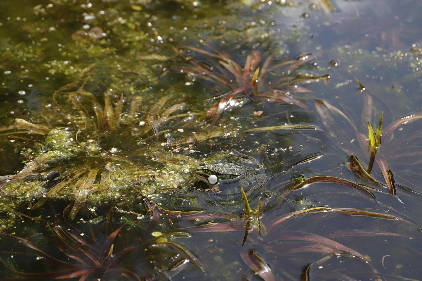natural pond with lots of frogs, spring photo