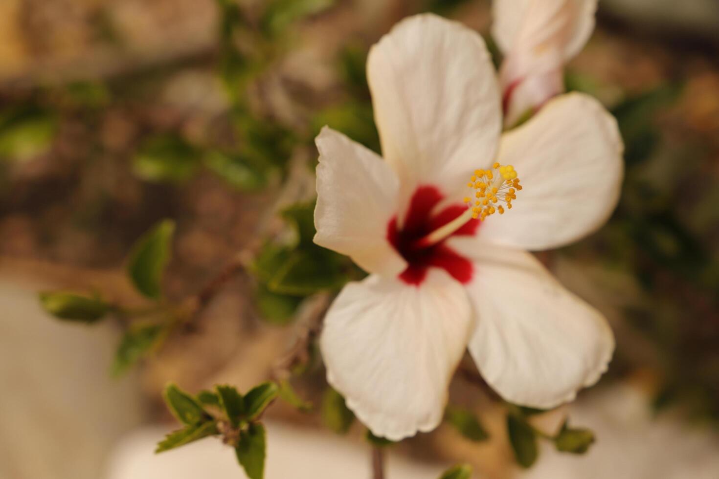 red white hibiscus flower photo
