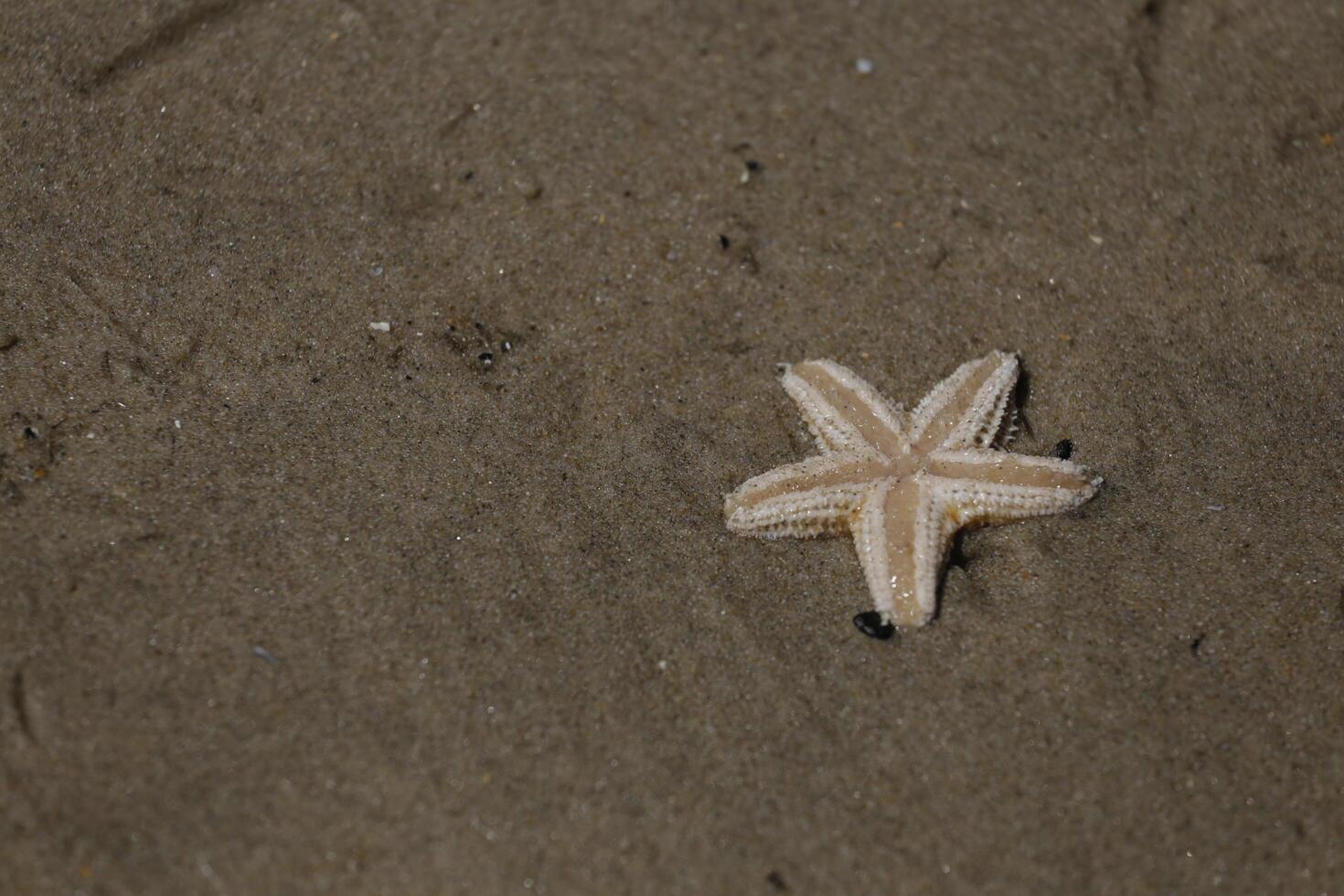 starfish at the beach, netherlands photo
