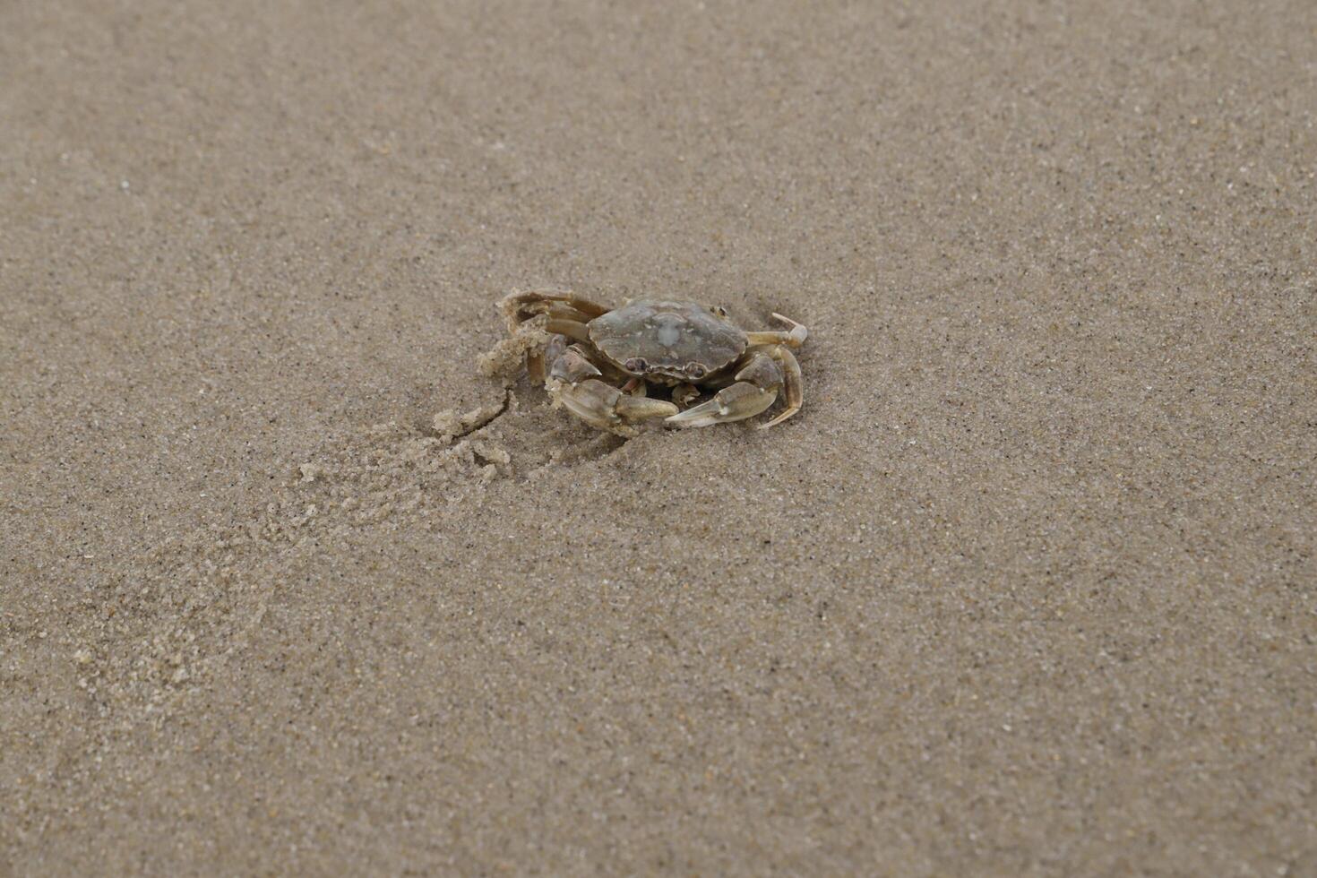 crab walks on the sand photo