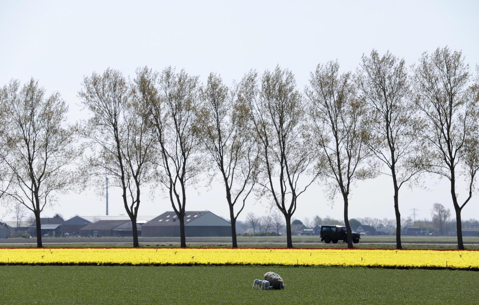 spring in the netherlands, blooming tulips photo