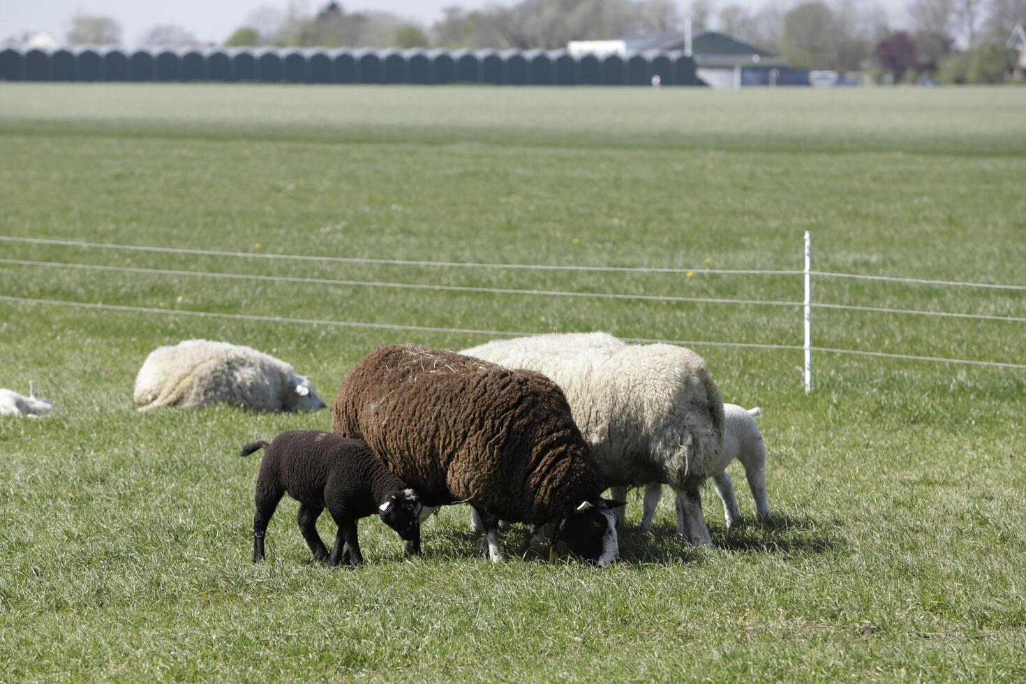 sheep and lambs in the meadow in the Netherlands photo
