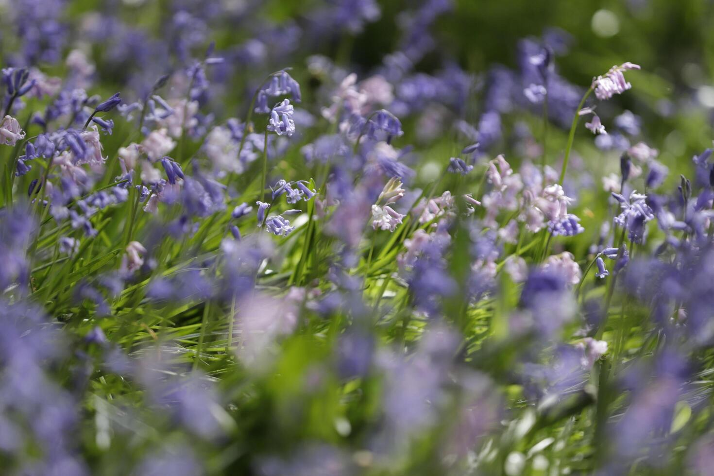 blue bells lovely spring flowers photo