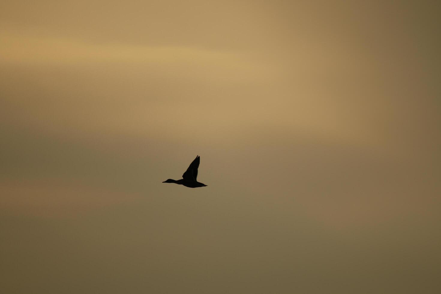 silhouette, bird flies by sunset photo