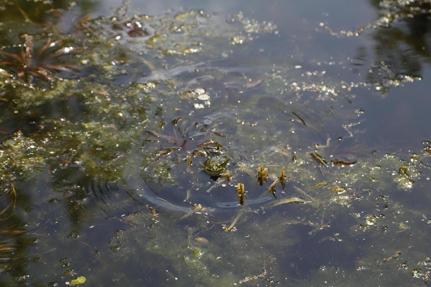 pond with many frogs, spring photo