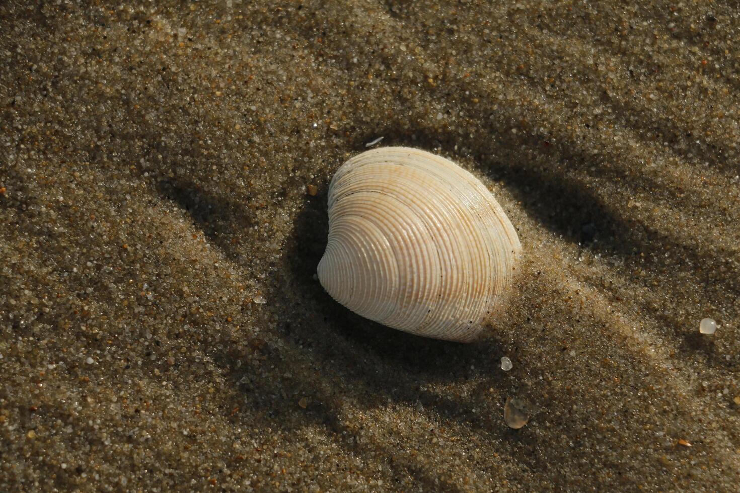 shells, beach in the winter, netherlands photo