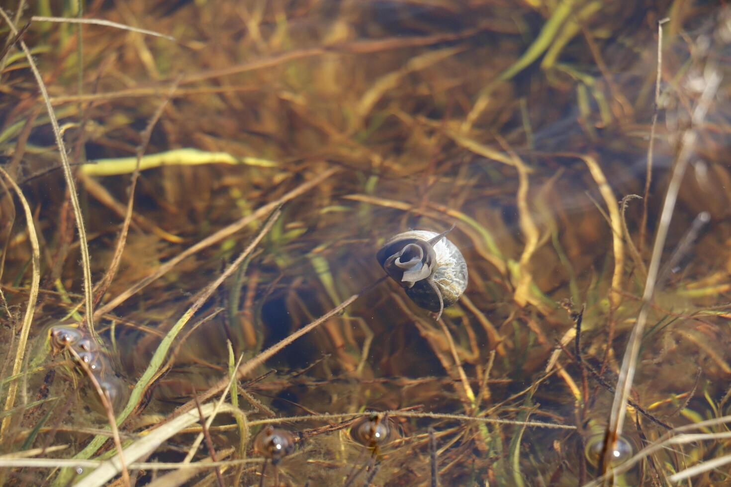 snail in a pool photo