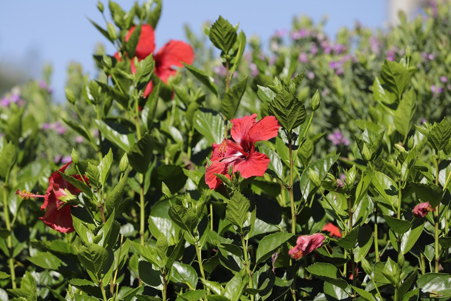 red hibiscus flowers photo