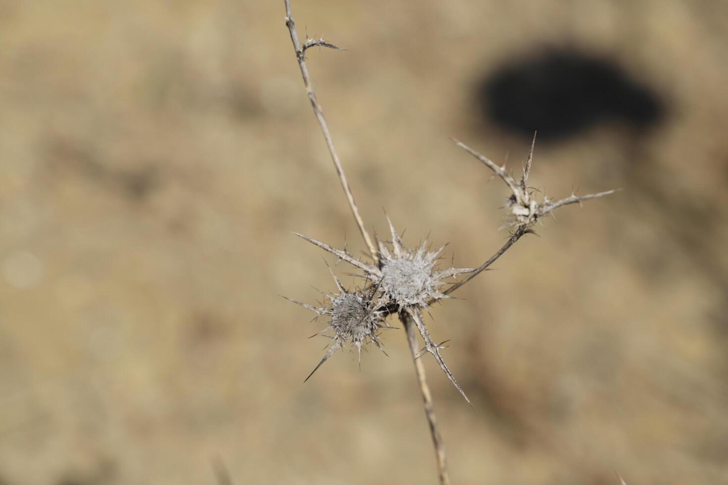 brown dried flowers after summer photo