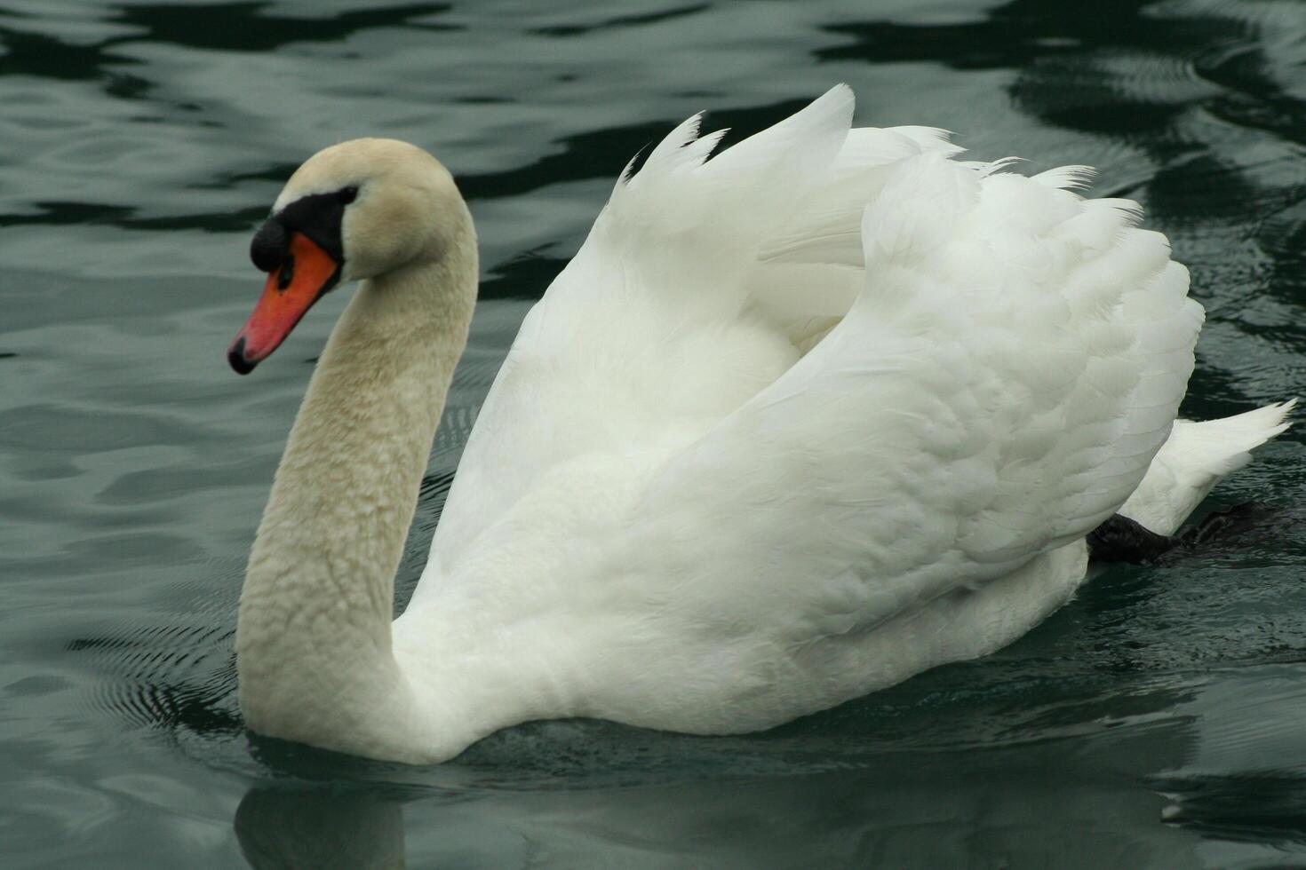 mute swan in a lake photo