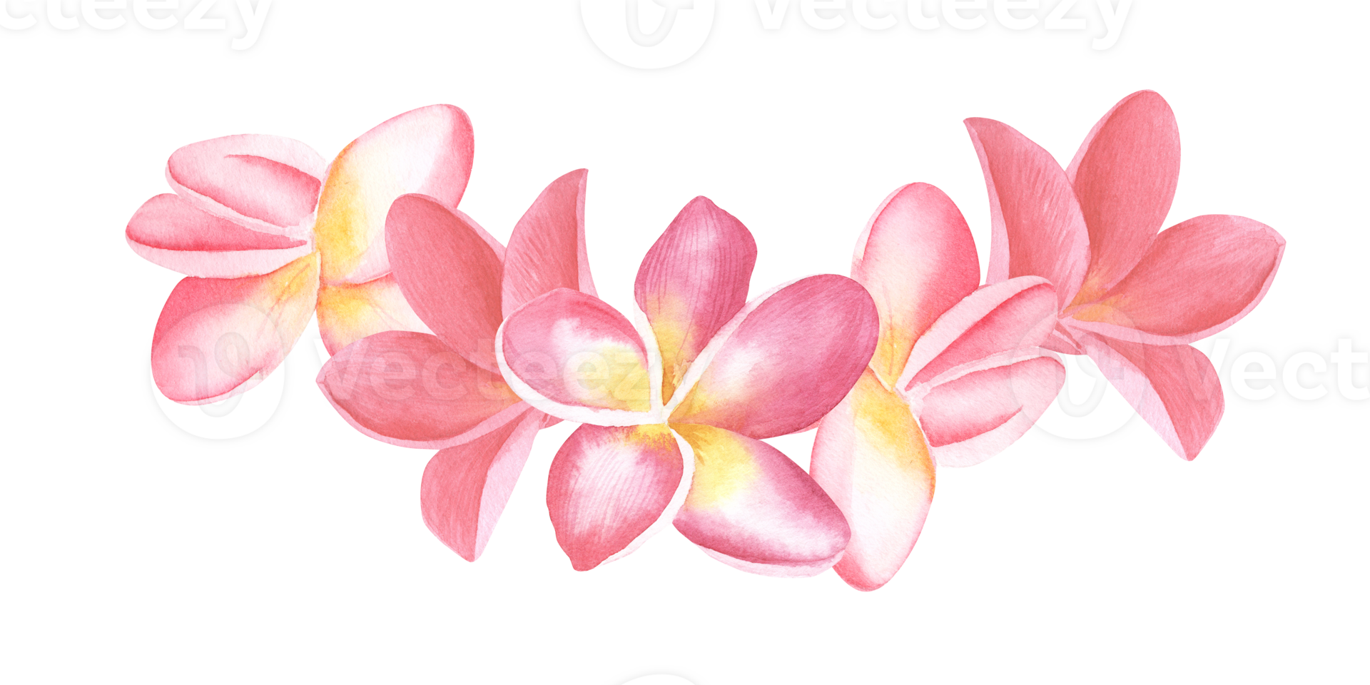 Plumeria pink Flowers watercolor illustration. Hand drawn sketch of Frangipani bouquet. Tropical border with exotic plants for spa invitations or greeting cards design. Blooming jungle composition png