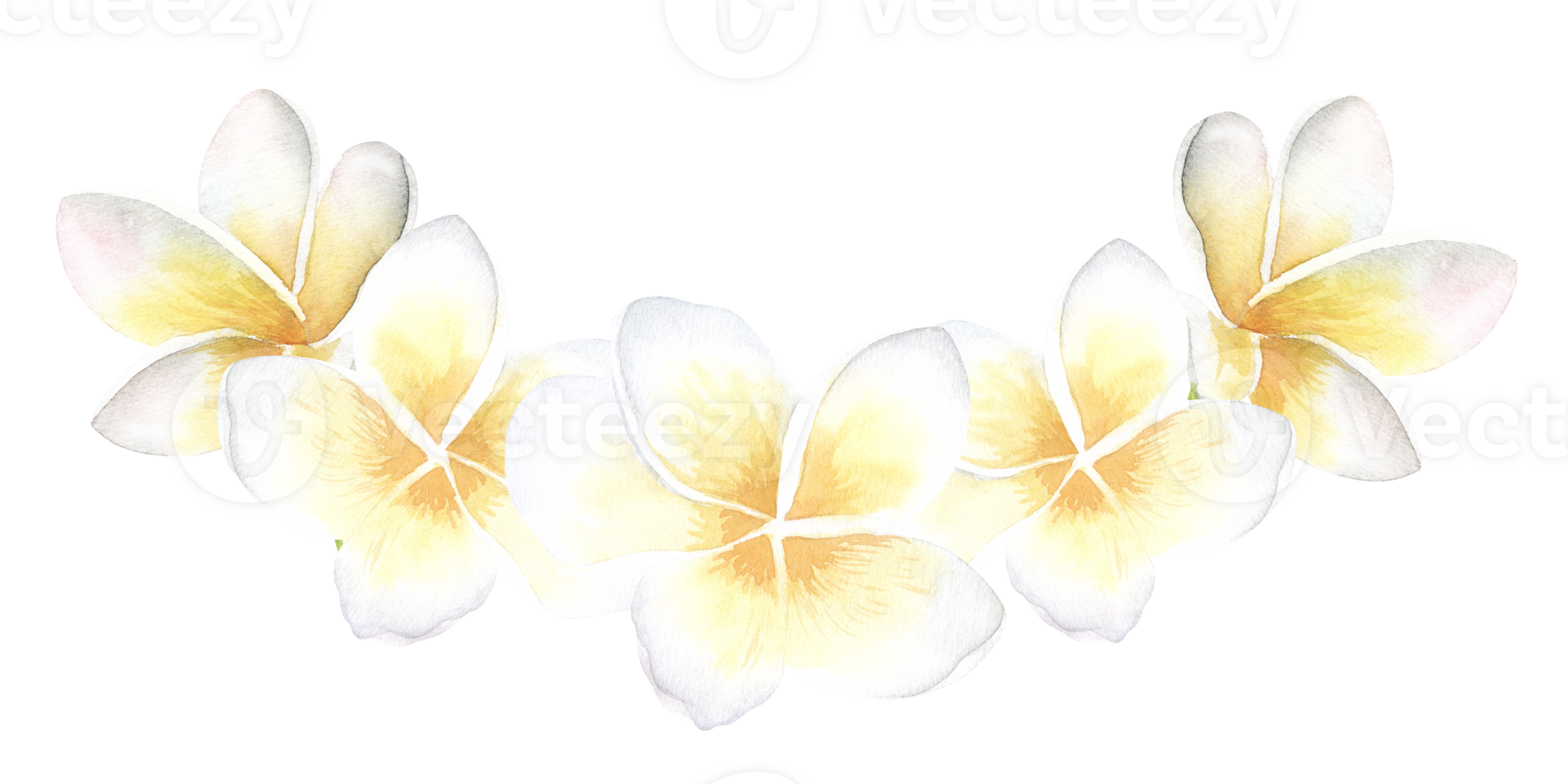 Plumeria white yellow Flowers watercolor illustration. Hand drawn sketch of Frangipani bouquet. Tropical border with exotic plants spa invitations or greeting cards design. Blooming jungle composition png