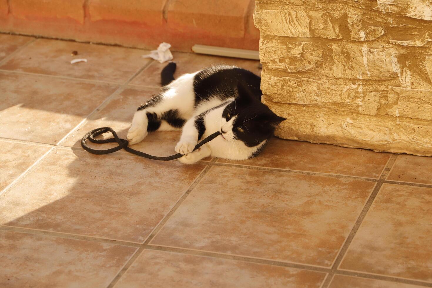 black and white cat, cat plays photo