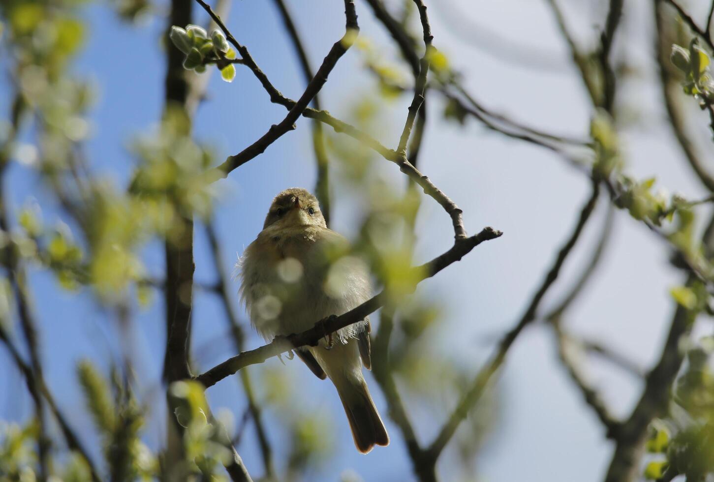 migrant birds in a tree, fauna in the Zwanenwater nature reserve in North Holland, the Netherlands. Lots of different birds to see. photo
