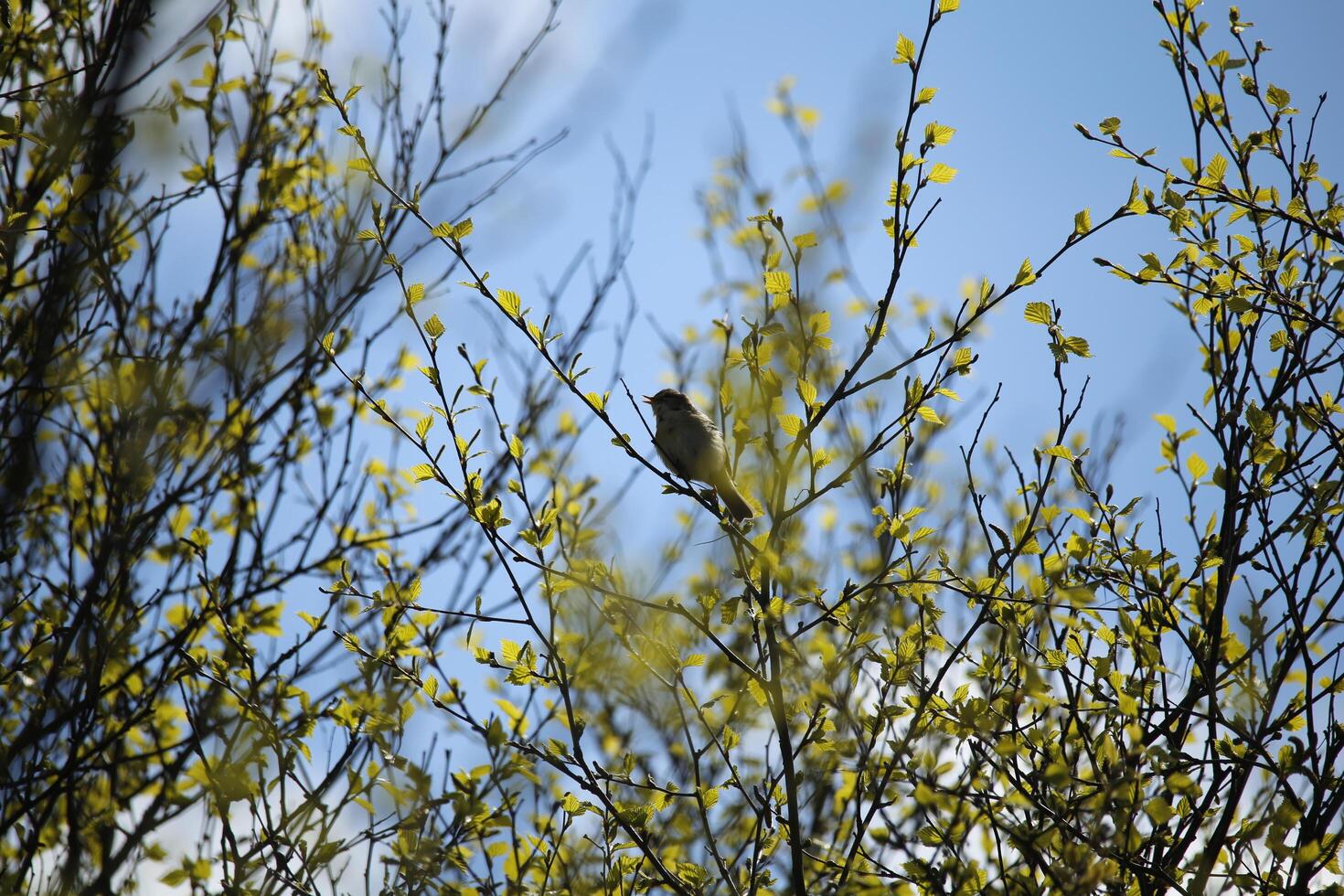 migrant birds in a tree, fauna in the Zwanenwater nature reserve in North Holland, the Netherlands. Lots of different birds to see. photo