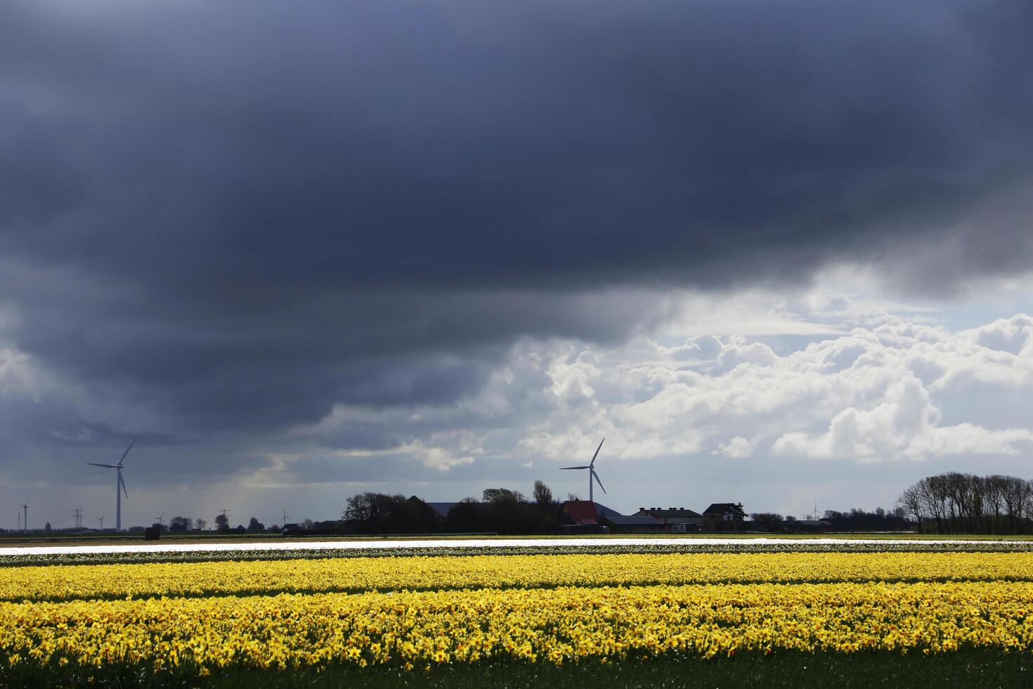 flower fields, tulips, hyacinths, rainy skies, netherlands photo