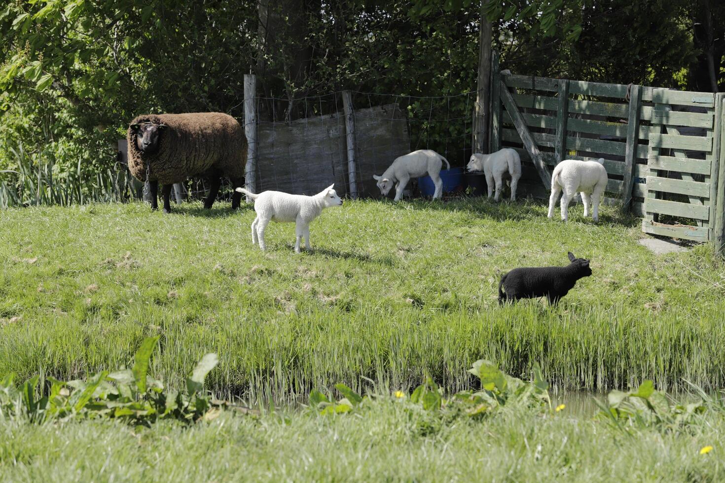 sheep and lambs in the meadow in the Netherlands photo