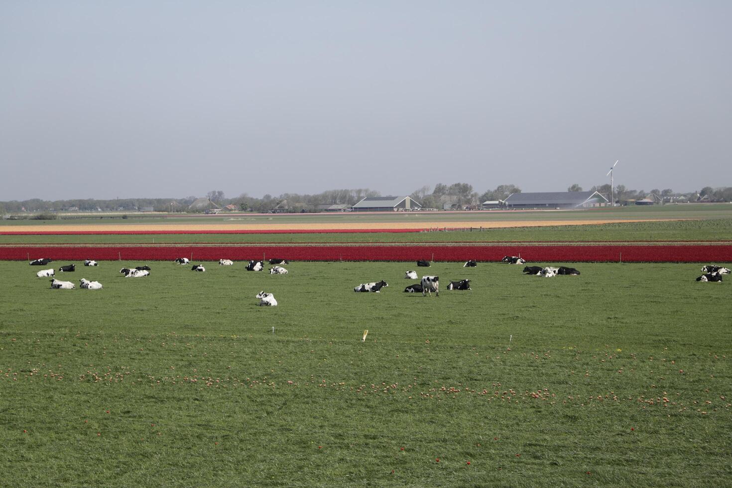 tulips blooming, springtime, the netherlands, flowerfields photo