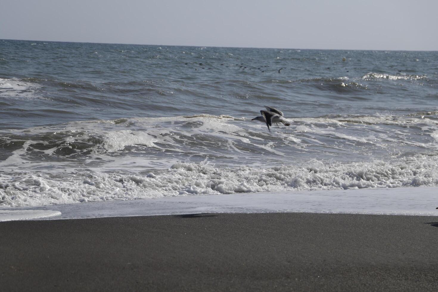 seagulls at the beach and in the sky photo