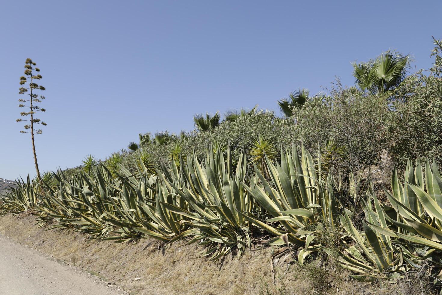 yuccas at lake las mayoralas, periana, spain photo