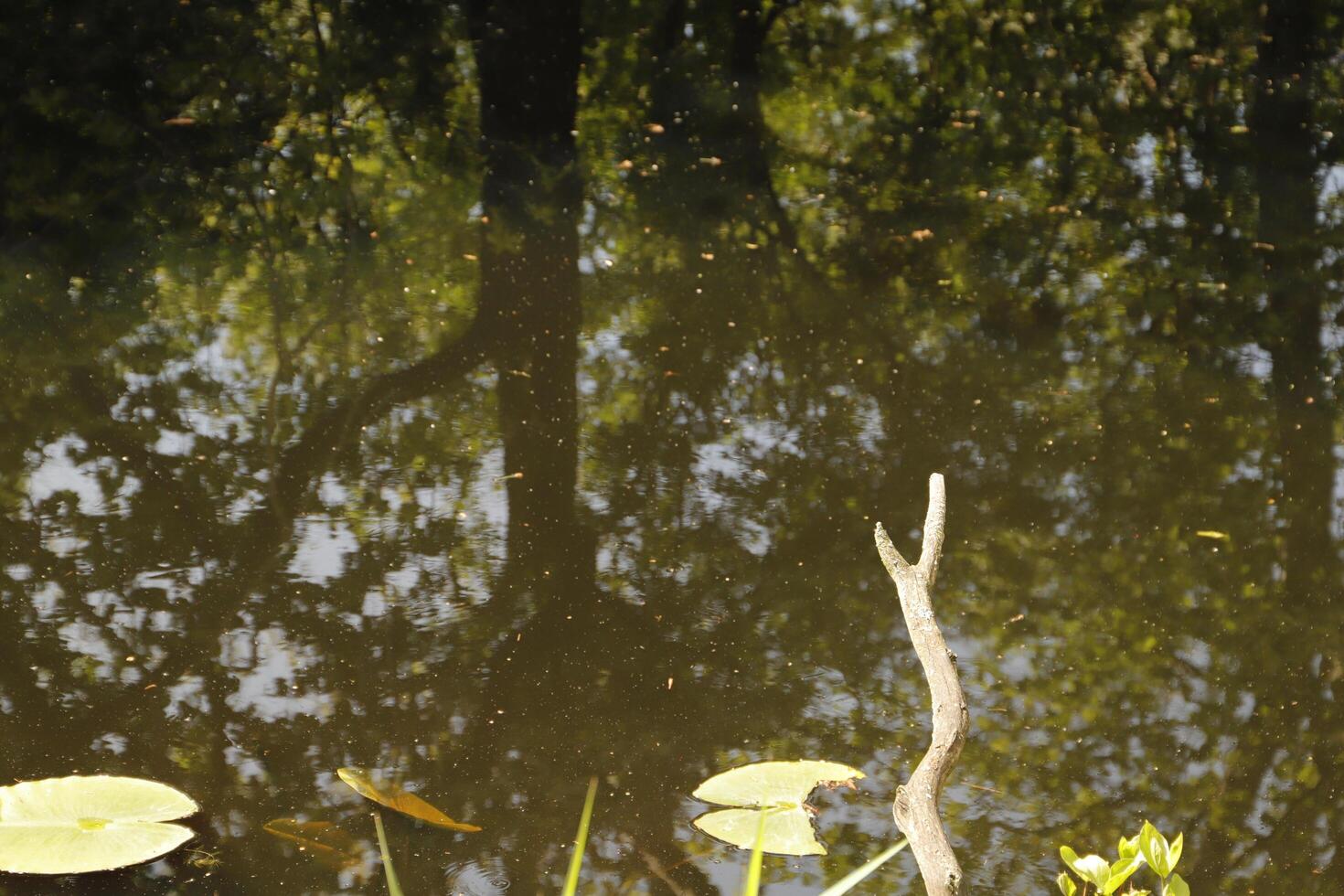 canal with reflection of a tree in the water photo