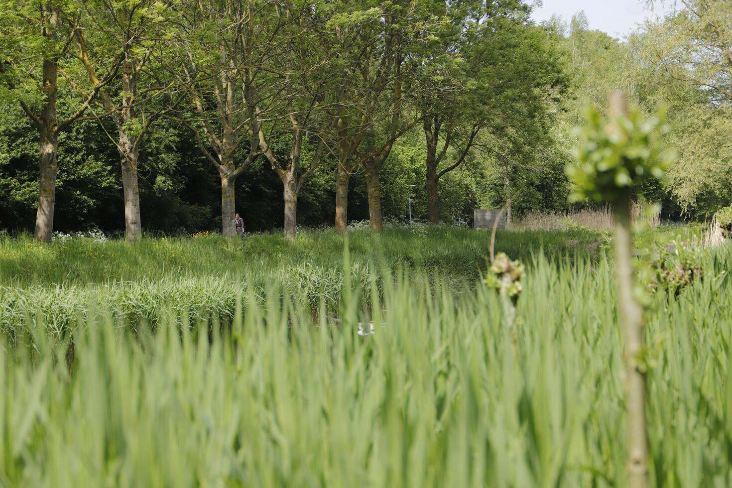 beautiful nature in the netherlands, canals, spring, green landscape, photo