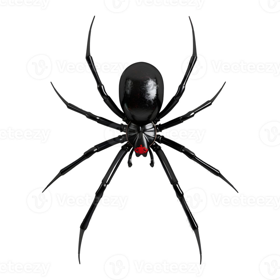 Redback spider on Transparent Background png
