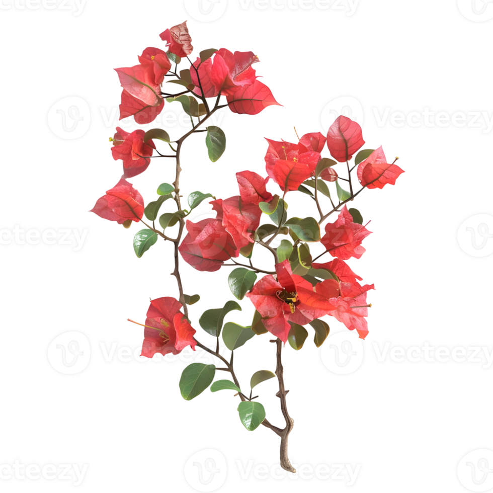 Pink bougainvillea flower on Transparent Background png