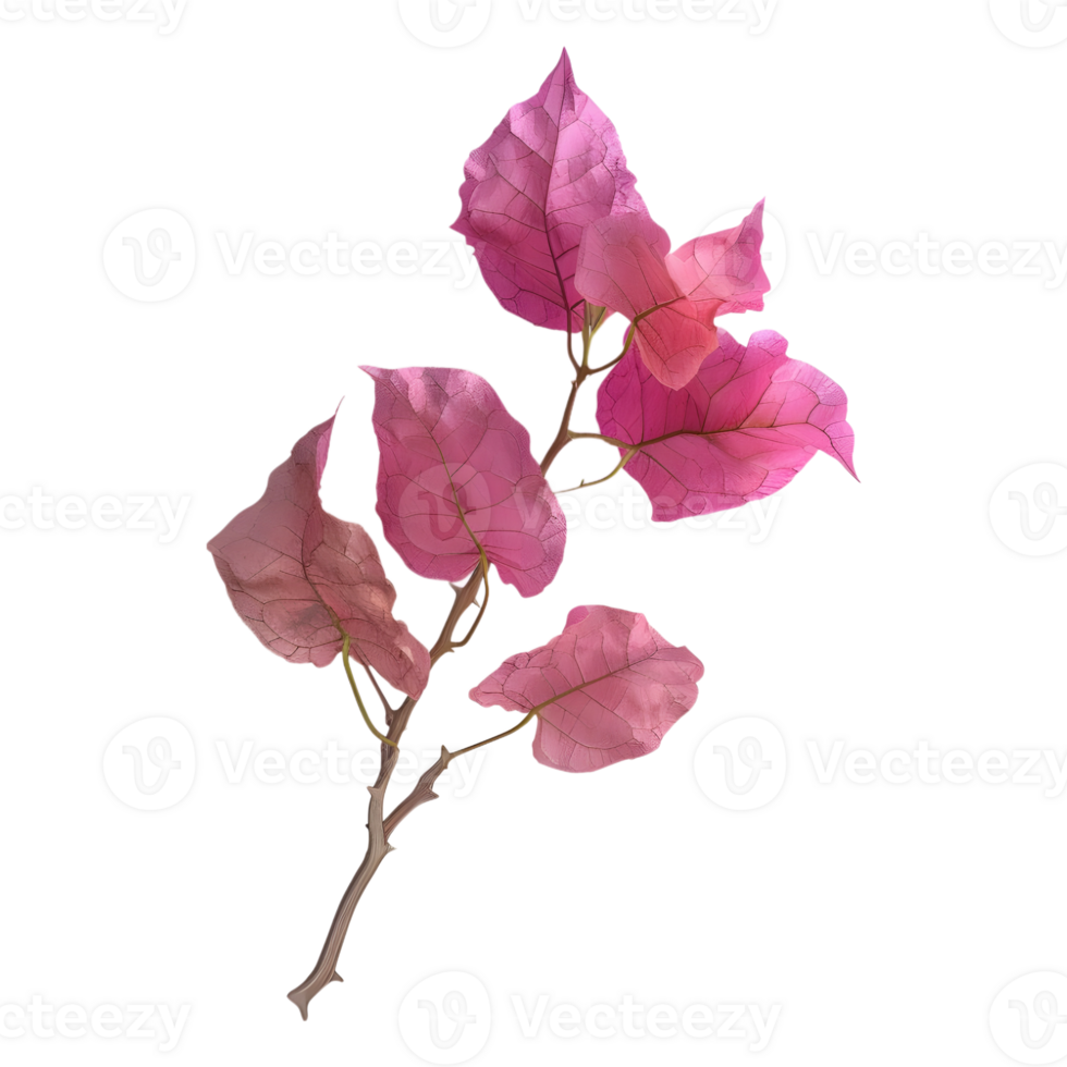 Pink bougainvillea flower on Transparent Background png