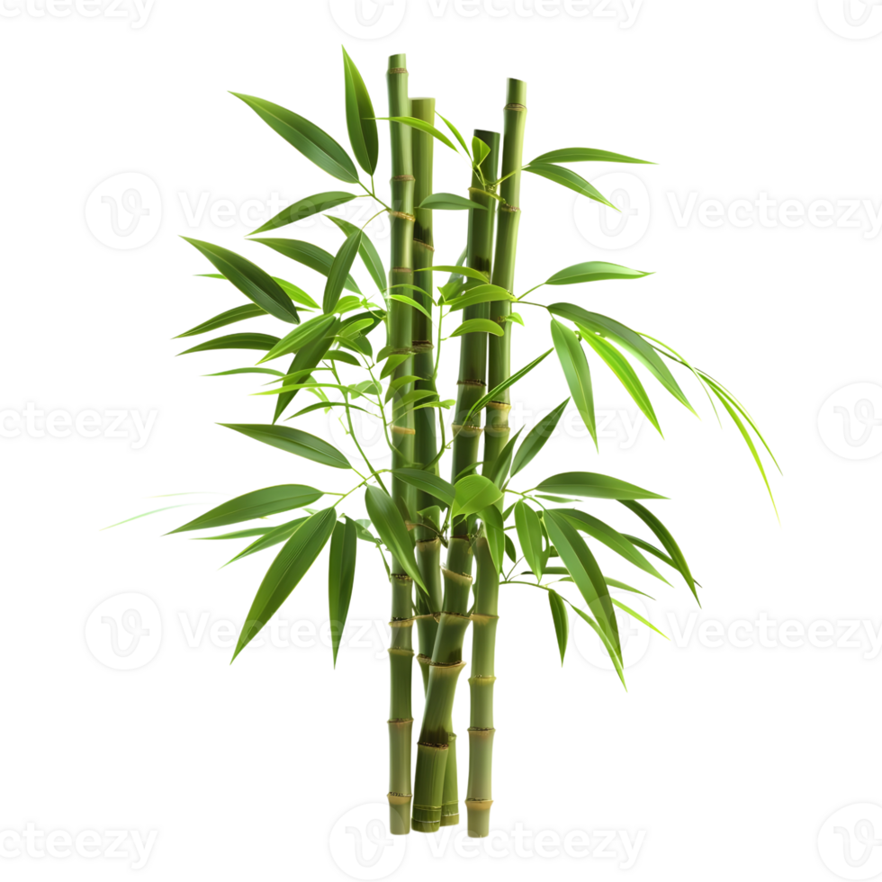 Bambusoideae Plant on Transparent Background png