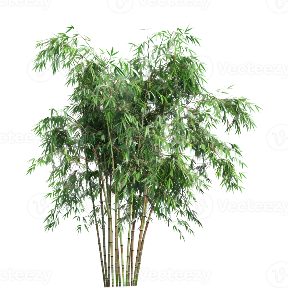 Bambusoideae Plant on Transparent Background png
