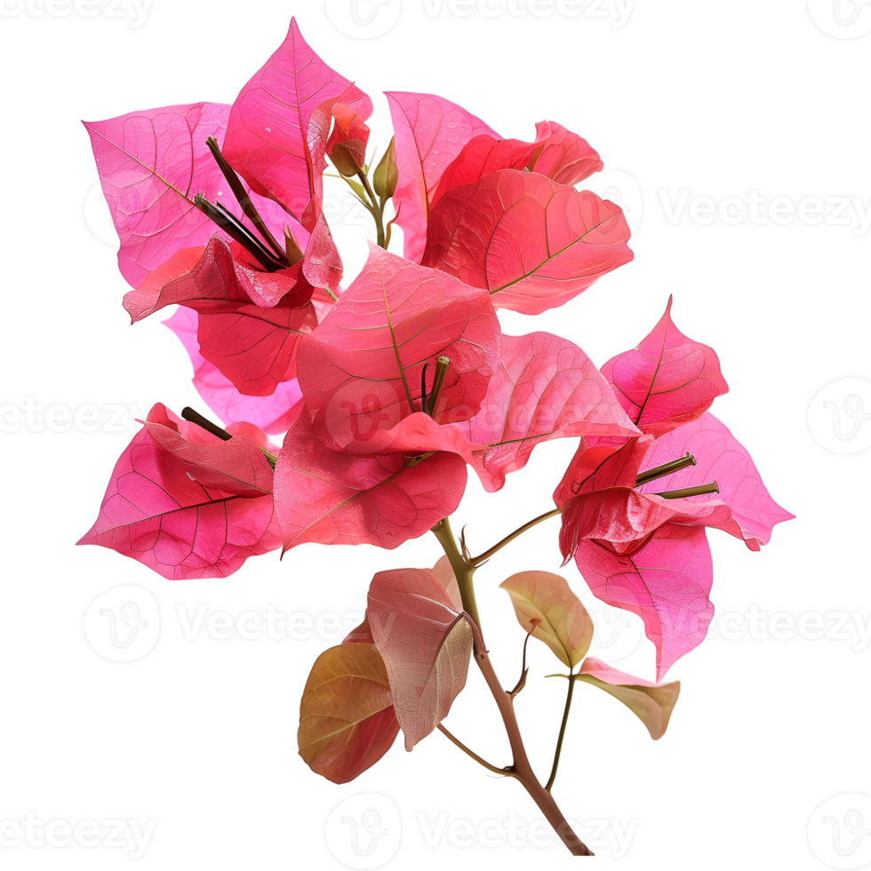 Pink bougainvillea flower on Transparent Background png