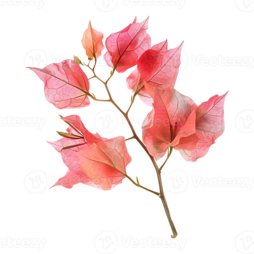 Pink bougainvillea flower on Transparent Background png