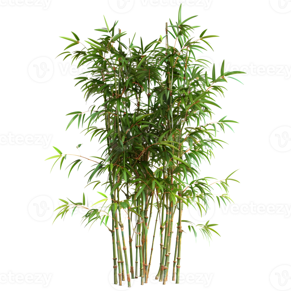 bambusoideae växt på transparent bakgrund png