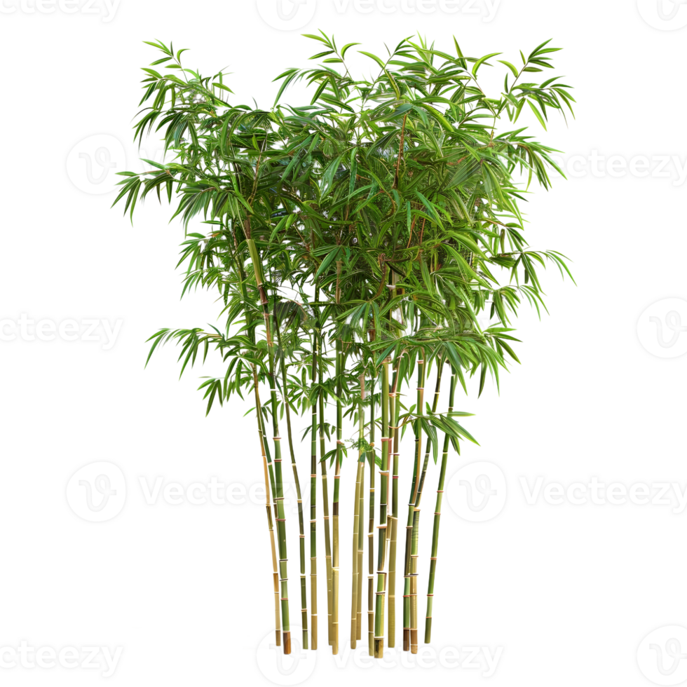 bambusoideae plantar em transparente fundo png