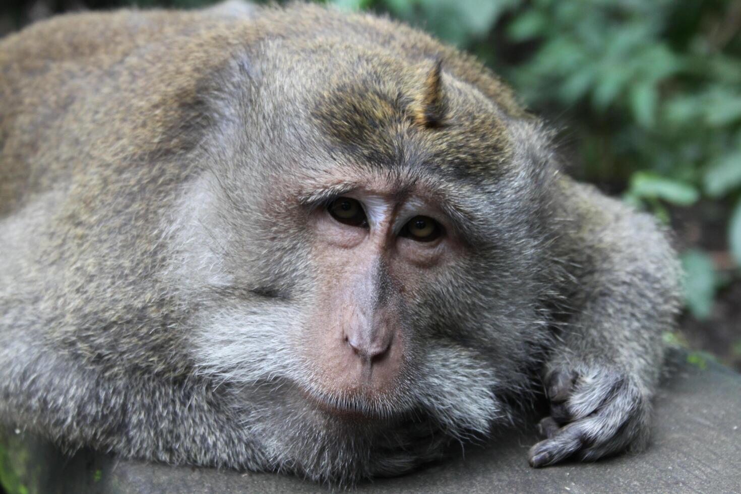 monkey temple in ubud, bali photo