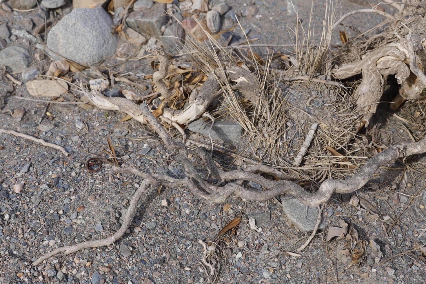 roots of a tree with whimsical shapes photo