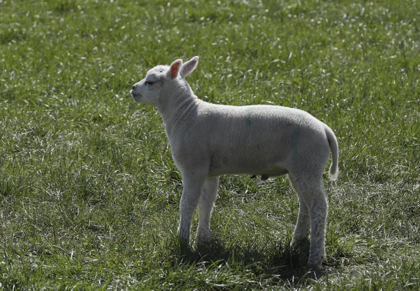 sheep and lambs in the meadow in the Netherlands photo