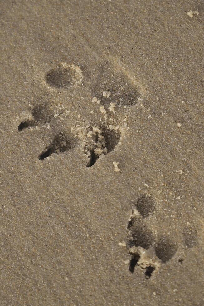 print in the sand of a dogs paw photo