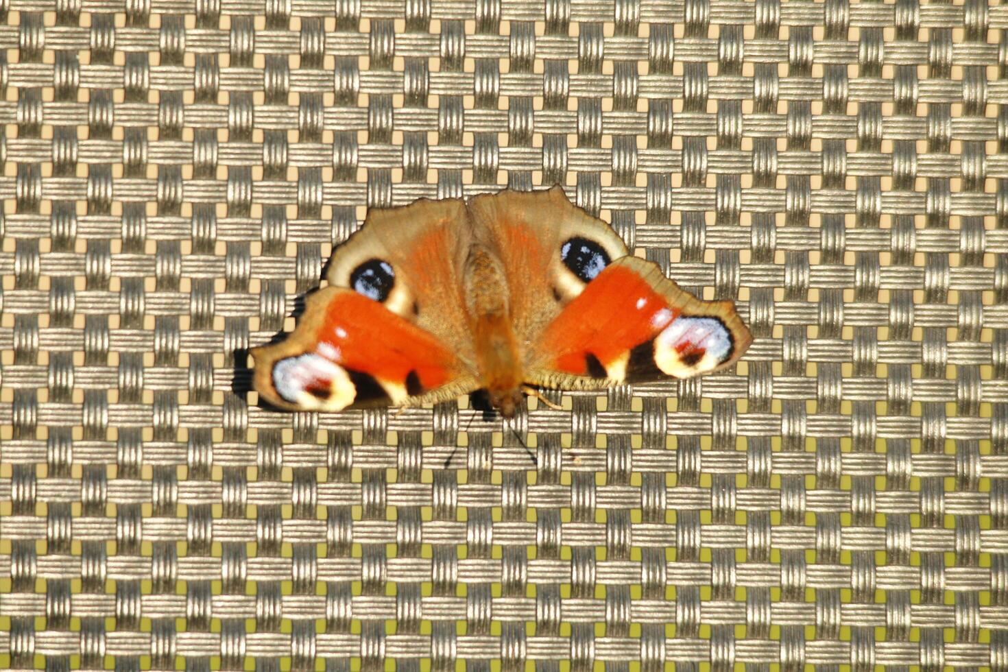 Peacock butterfly, insect, beatuiful, animal photo