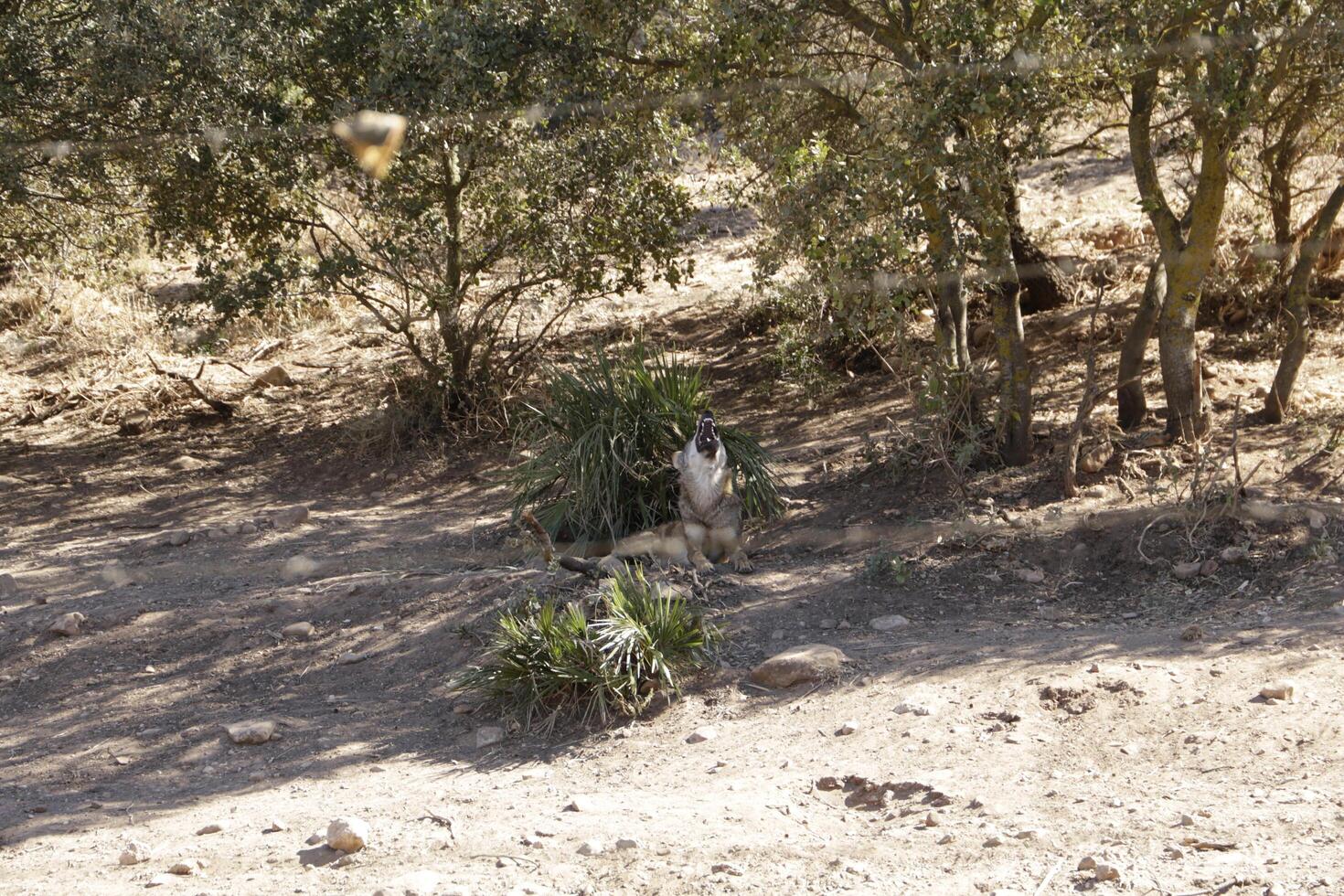wolf park in the province of malaga photo