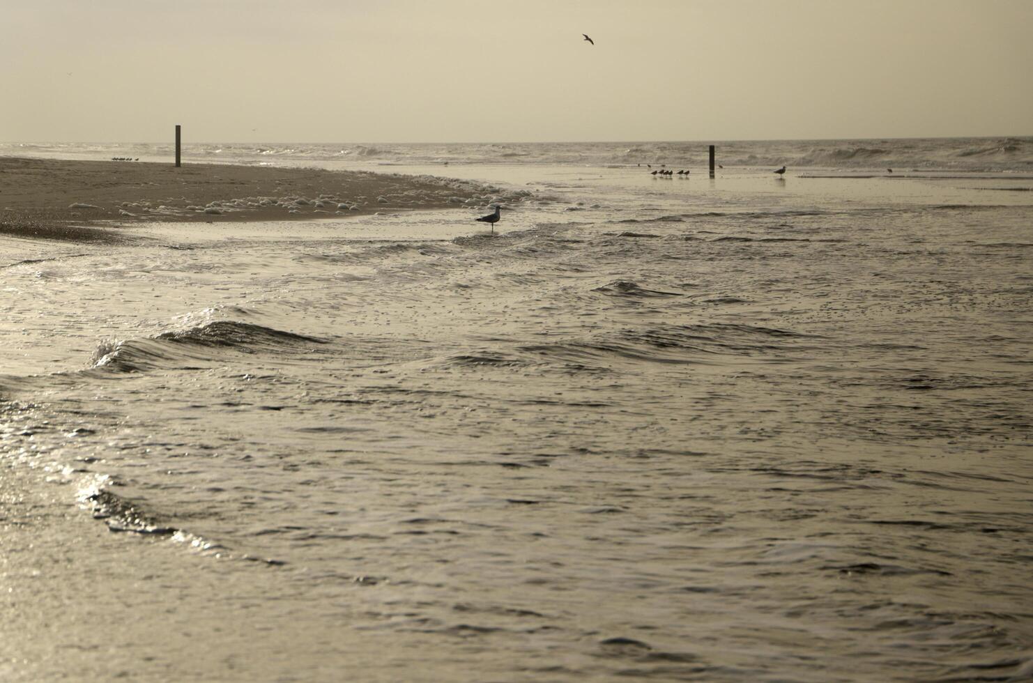 high tide line on the beach, separation between sea and beach photo