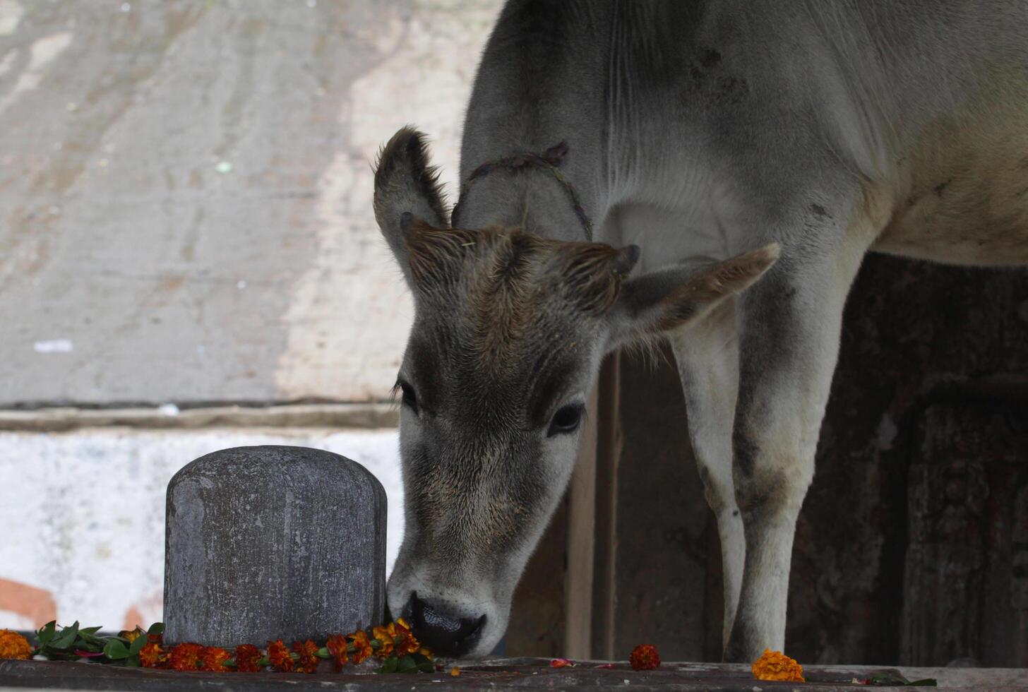 Indian holy cow, cow eats flower offer at shiva linga, a statue for the hindi god shiva,varanasi, india photo