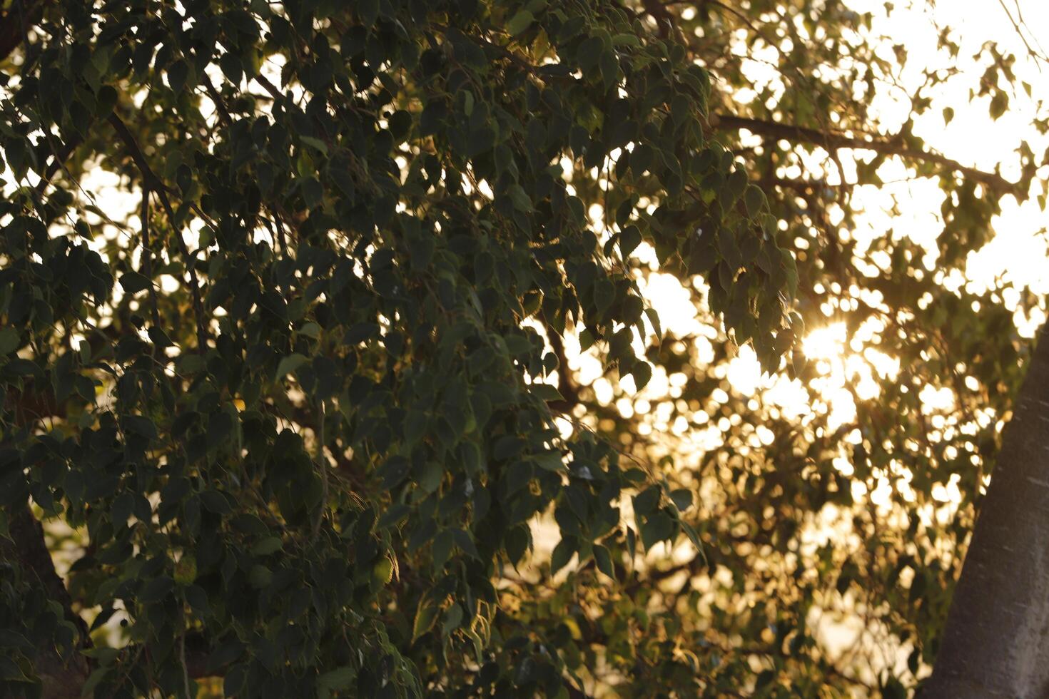 sunlight shines through the leaves of a tree photo