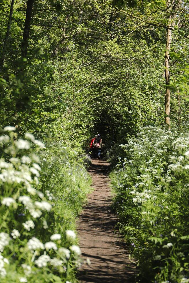 path in the forest, the netherlands photo