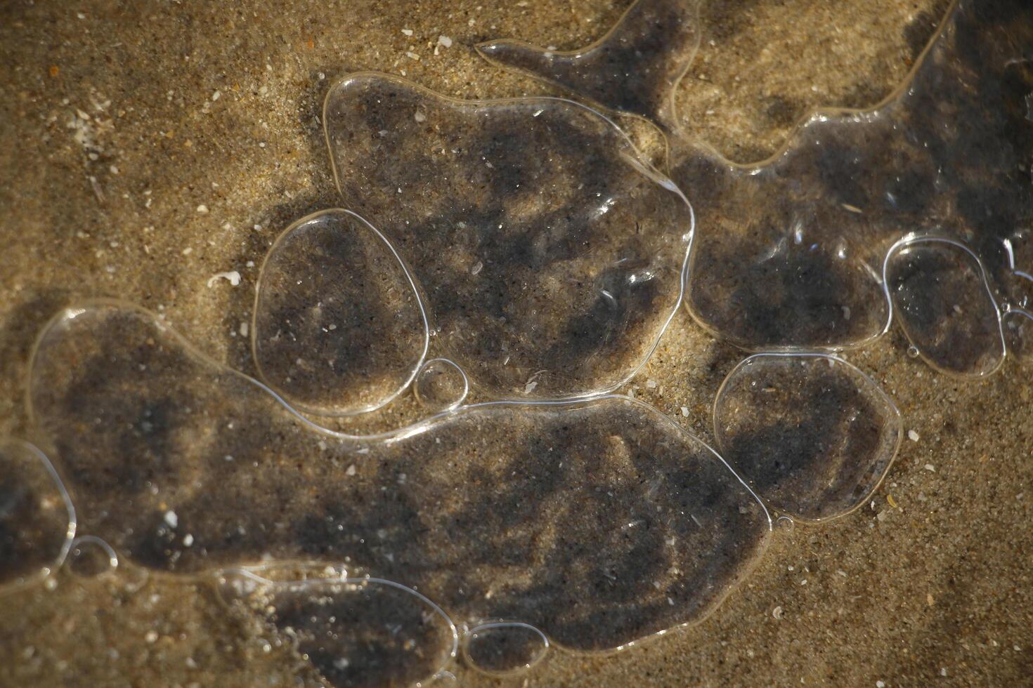 amazing, never seen it before, ice on the salt water and sand, beach, north sea,winter in the netherlands photo
