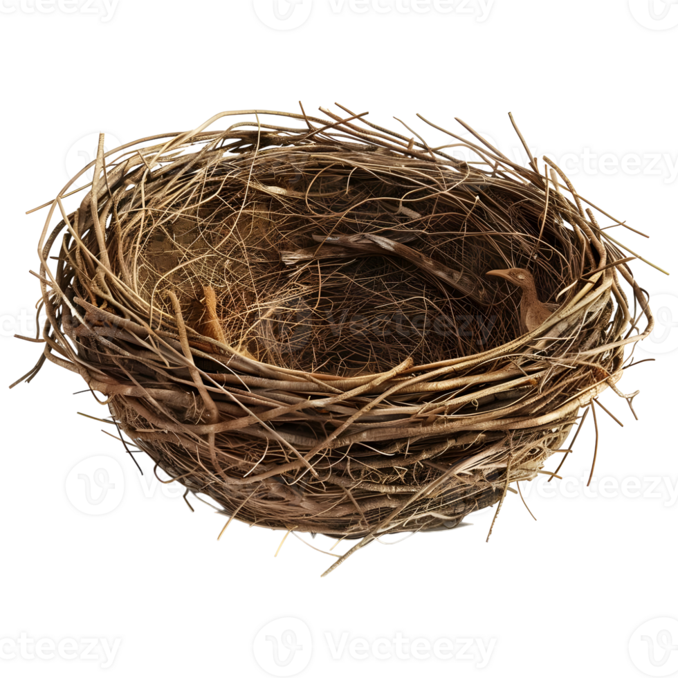 Birds Nest on Transparent Background png