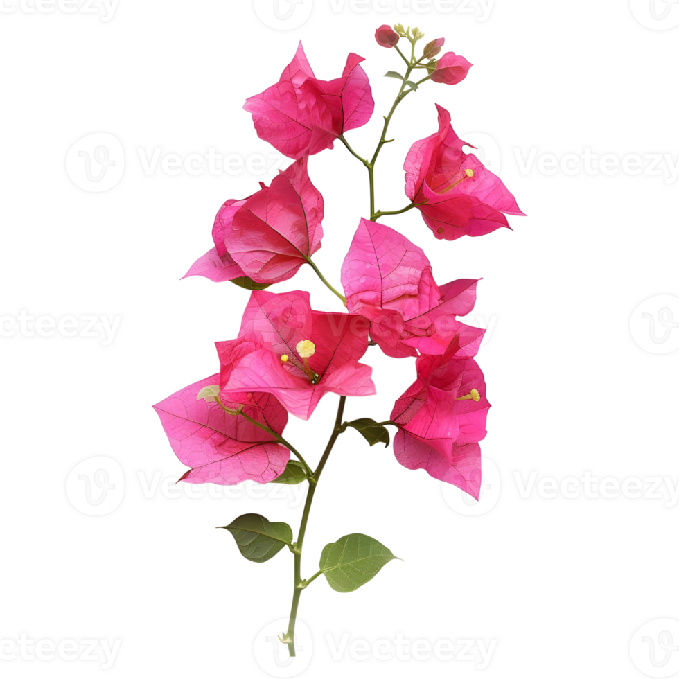 Pink bougainvillea flower on Transparent Background png