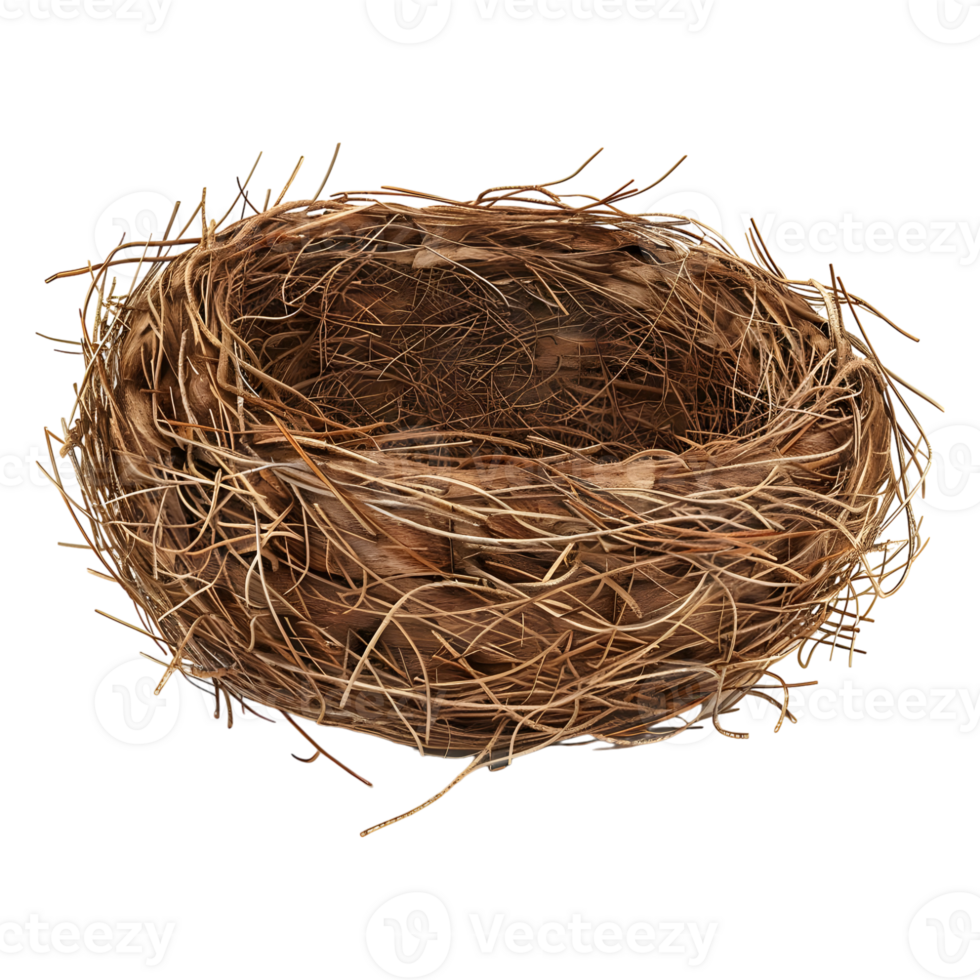 Birds Nest on Transparent Background png